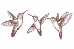Trio of Hummingbirds Embroidery Design