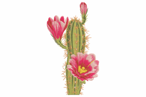Cactus Bloom Embroidery Design
