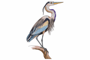 Heron Bird Embroidery Design