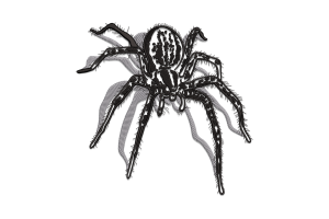 Realistic Spider Embroidery Design