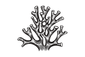 Coral Embroidery Design