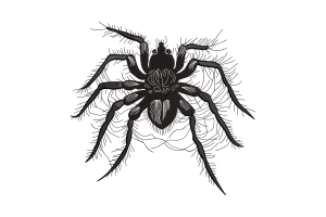 Intricate Spider Embroidery Design